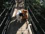 mydogs040.jpg
