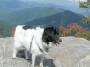 mydogs041.jpg