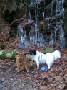 mydogs043.jpg