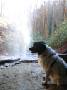 mydogs045.jpg