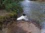 mydogs046.jpg