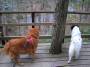 mydogs047.jpg