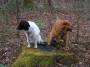 mydogs049.jpg