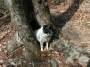 mydogs050.jpg