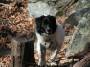 mydogs051.jpg