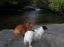 mydogs054.jpg