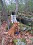 mydogs055.jpg