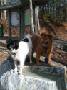 mydogs057.jpg