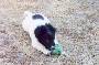mydogs075.jpg