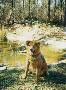 mydogs076.jpg